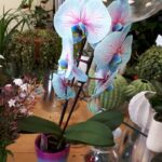 phalaenopsis en vase