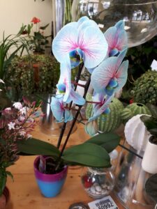 phalaenopsis en vase