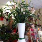 fleure lys en vase