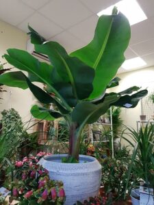 bananier en vase
