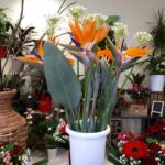 strelitzia en vase