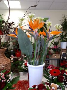 strelitzia en vase